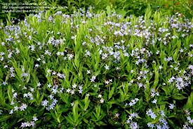 Maybe you would like to learn more about one of these? Plantfiles Pictures Amsonia Eastern Bluestar Woodland Blue Star Willow Amsonia Blue Ice Amsonia Tabernaemontana By Azulverde