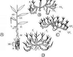 Morphology And Anatomy Ginger Zingiber Medicinal Plants Archive Medicinal Plants Plants Herbaceous Perennials