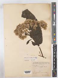 Image result for Vernonia mutimushii