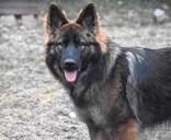 Odom's German Shepherds in Texas | German Shepherd puppies | Good Dog