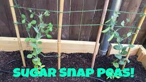 Brian talks about his experience growing sugar snap peas in his garden and found that they require very little effort to be very successful. Growing Sugar Snap Peas Youtube
