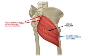 Glute pull manual guide review is a very simple task. Gluteus Maximus Muscle Its Attachments And Actions Yoganatomy