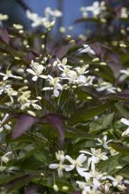 We did not find results for: Ground Clematis Calgary Horticultural Society