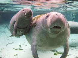 A collection of the top 48 baby manatee wallpapers and backgrounds available for download for free. Das Knuffigste Abenteuer In Florida Schwimmen Mit Den Manatees