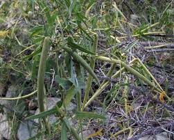 Image result for Pavetta sp. F