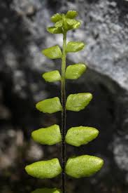 Image result for Aspleniaceae