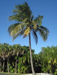 Image result for Cocos nucifera