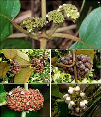 Image result for Sabicea venosa