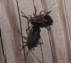 We did not find results for: Boxelder Bugs The Morton Arboretum
