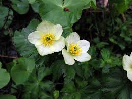 Image result for Mimulopsis runssorica