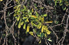 Image result for Gymnosporia pubescens