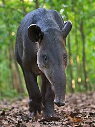 Tapir On The Move Costa Rica Vacation Visit Costa Rica Corcovado National Park