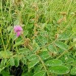 Image result for Tephrosia villosa