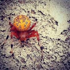 Black And Yellow Centipede North Carolina A Spotted Orbweaver