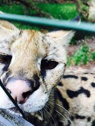 Beautiful South Carolina Bee City Best Place To Go Bee City Animals Places To Go