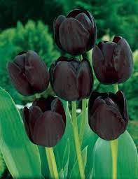 You can find out the information you need by calling 043360132. Pin Auf Unique Unusual Exotic Rare Strange Flowers Plants
