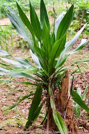 Image result for Dracaena steudneri