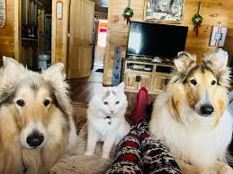 Our girl Puff with her brothers. They are always watching.