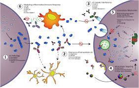 Biogen licensed aducanumab from neurimmune under a collaborative development and license agreement. Immunotherapy In Parkinson S Disease Current Status And Future Directions Sciencedirect