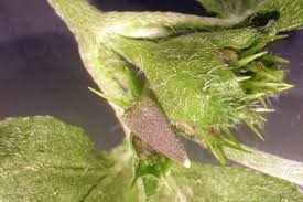 Image result for Calyptocarpus vialis