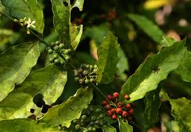 Image result for Aidia micrantha