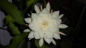 Bunga itu tampak sangat indah sekali. Harum Mistis Wijaya Kusuma Gemah Ripah