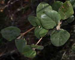 Image result for Androstachys