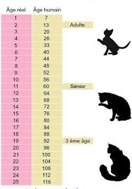 Avez Vous Le Meme Age Que Votre Chat Astuces Pour Chat Age Chat Age Chat Humain