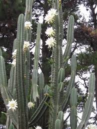 Cactus was chosen for its strong affinity for the heart and the fact that it fit what symptoms i did have for her. Cereus Hexagonus Plants Cactus Plants Cacti And Succulents