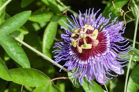 Image result for Chlorophytum colubrinum