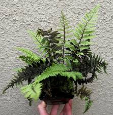 Image result for Athyrium