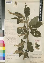 Image result for Achyrospermum laterale