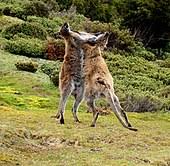 Wallabies are smaller than kangaroos and distributed widely across australia and neighbouring islands. Red Necked Wallaby Wikipedia
