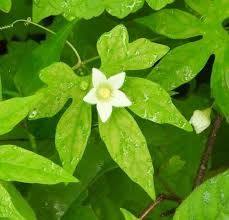 Image result for Diplocyclos tenuis