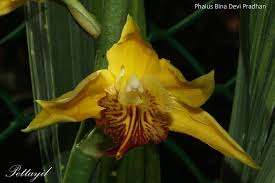 Image result for Phaius occidentalis