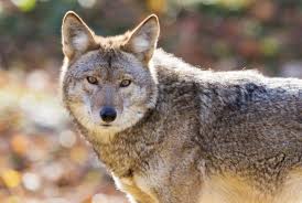 Public opinion concerning coyotes evolves in a very predictable fashion. New Coyote Sighting At Coral Springs Park Tapinto