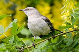 Find the bird sound you are looking for in seconds. Bird Mimics And Mimicry Three Birds To Know Birds And Blooms