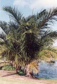 Image result for Raphia farinifera