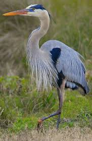 Gray And Blue Crane Beautiful Birds Blue Heron Heron Art