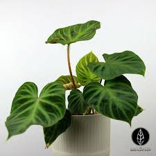 Pin On Plants