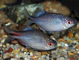 Algae Eating Blue Amur Taiwan Bitterling Fish Arizona Aquatic Gardens Freshwater Aquarium Fish Aquarium Fish Fish Pet