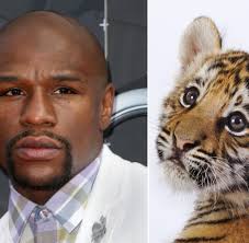 Mike tyson with his pet tiger [image credit: Boxen Floyd Mayweather Jr Macht S Wie Mike Tyson Welt