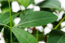 Image result for Eucalyptus tereticornis