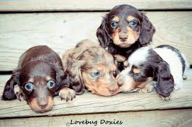 Maybe you would like to learn more about one of these? Craigslist Rockford Pets