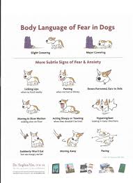 Body Language Of Fear In Dogs Lili Chin Dog Body Language Dog Training Books Reactive Dog