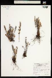 Image result for Cheilanthes angustifrondosa