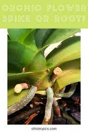 Orchid Flower Spike Or Root Flower Spike Orchid Roots Orchid Flower