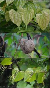 Image result for Dioscoreaceae