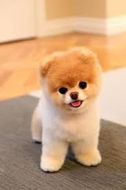 Mini Chien Chien Miniature Boo Photo De Chiot Chien Mignon Chiens Les Plus Mignons
