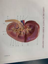 Blood supply of the kidney: Labeling Activity Kidney Gross Anatomy 15 14 13 12 Chegg Com